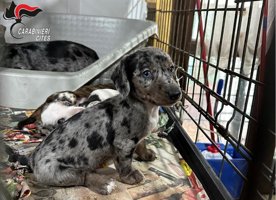 Pelle di bufalo per cani essiccata a treccia - Allevamento Amatoriale Cane  Corso Italiano - dei Legionari Arditi, Torino.