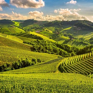 Aziende vitivinicole, in Piemonte 4.8 milioni per nuove sale degustazione e punti vendita