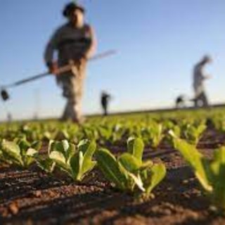 Siccità, guerra e pandemia: l'agricoltura piemontese alla sfida del presente e del futuro