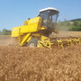 L’invasione di grano dal Canada trattato con il Glifosate penalizza quello torinese