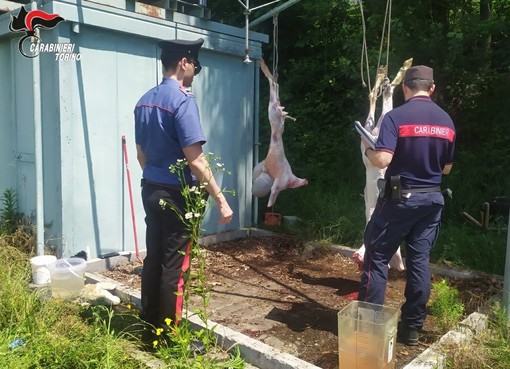 A Caselle scoperto macello clandestino in occasione della festa musulmana del sacrificio