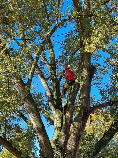 albero parco Sabiuné