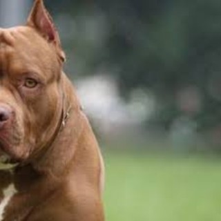 Disavventura per il sindaco di Ivrea, aggredito e ferito da due pitbull