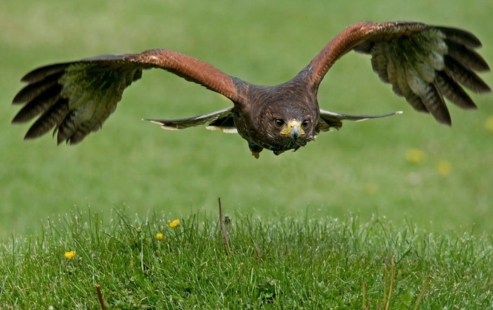 Immagine di repertorio di un rapace