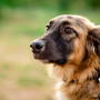 Pancreatite nel cane: terapie e consigli
