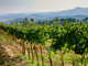 Il vitigno Ciliegiolo e l’uva della Maremma Toscana