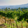 Il vitigno Ciliegiolo e l’uva della Maremma Toscana