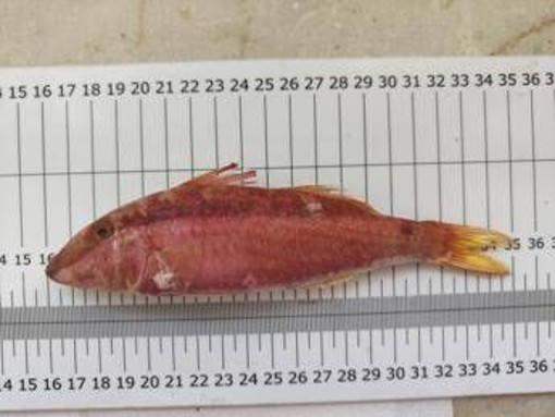 Nuovo pesce alieno nei mari italiani, la triglia tropicale del Mar Rosso